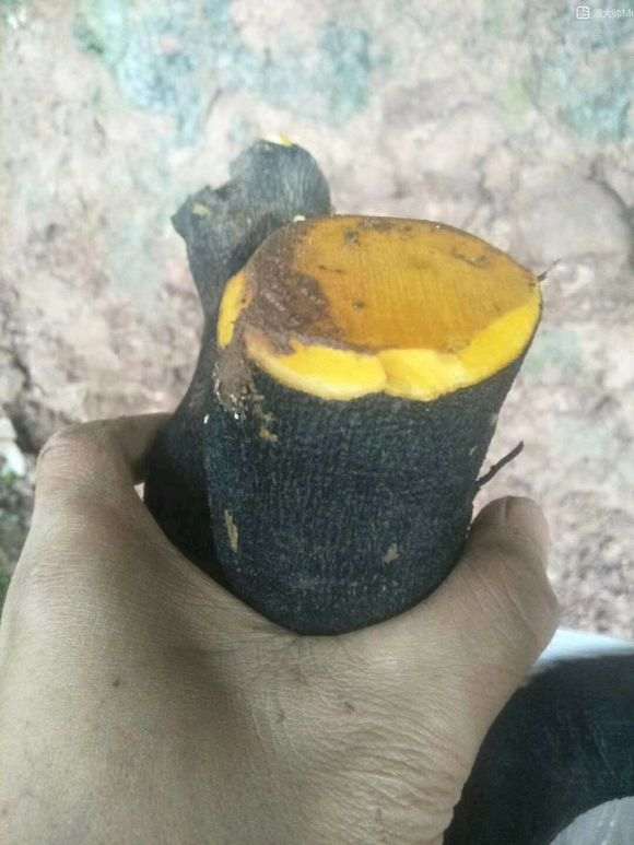 下山桩生怎么缠膜截桩要到位的方法