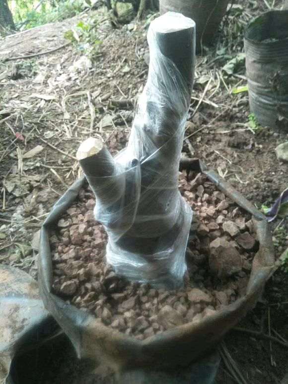 下山桩生怎么缠膜截桩要到位的方法