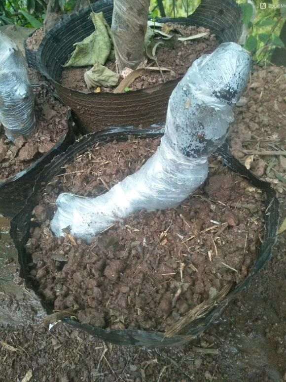 下山桩生怎么缠膜截桩要到位的方法