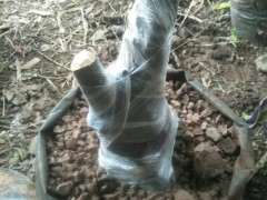 什么叫熟桩 什么叫下山桩生桩 谁知道