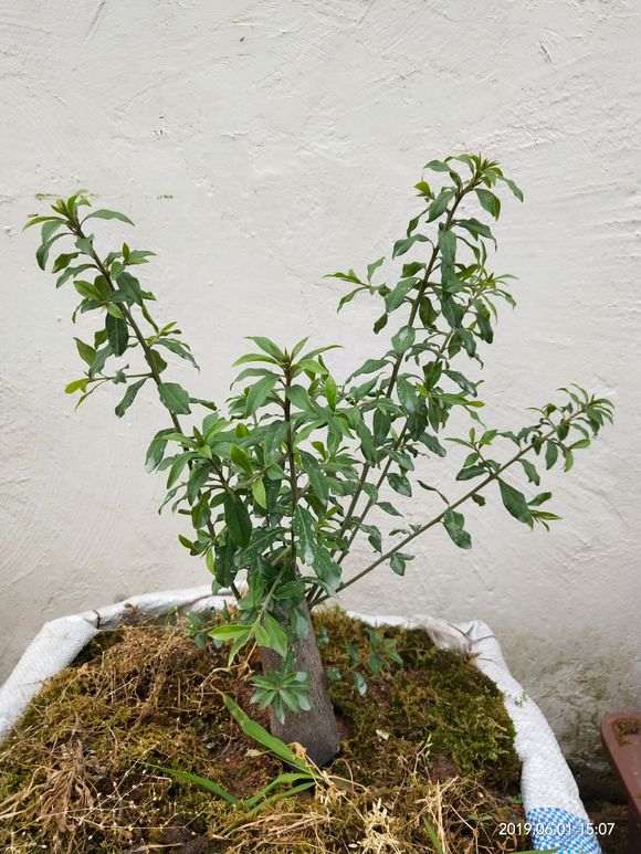 金弹子下山桩生桩发芽后 如何修剪枝条