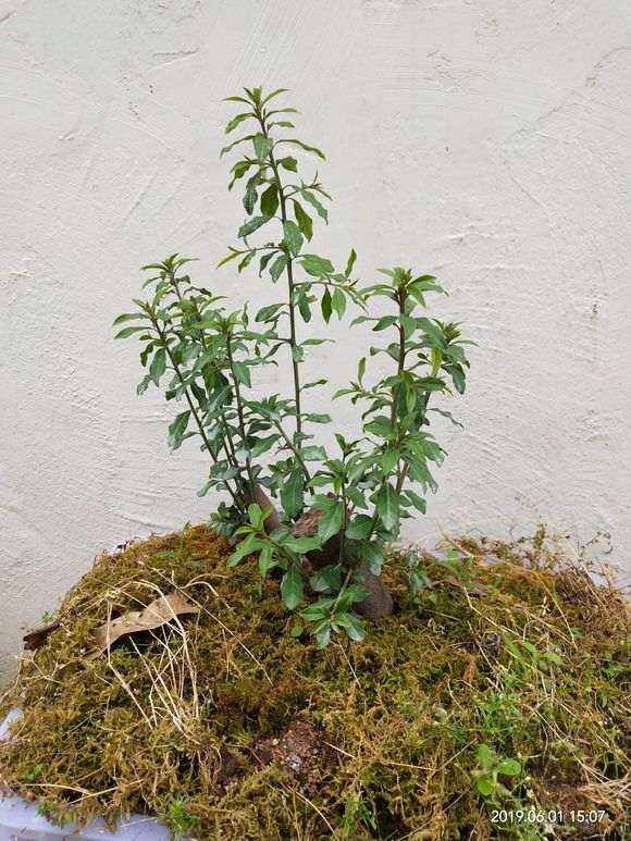 金弹子下山桩生桩发芽后 如何修剪枝条