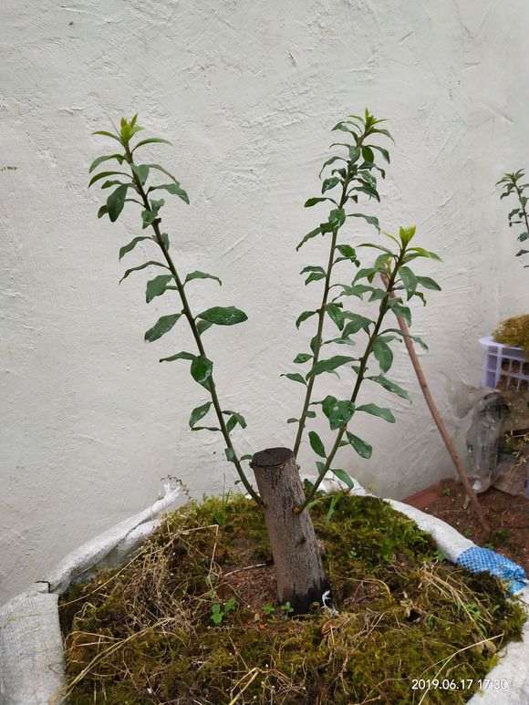 金弹子下山桩生桩发芽后 如何修剪枝条