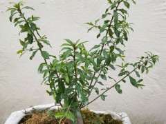 金弹子下山桩生桩发芽后 如何修剪枝条