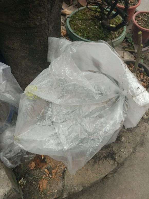 下山桩生桩套袋后要多少天喷水或者浇水