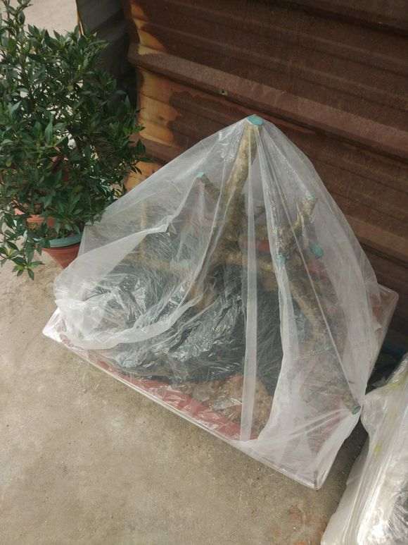 下山桩生桩套袋后要多少天喷水或者浇水