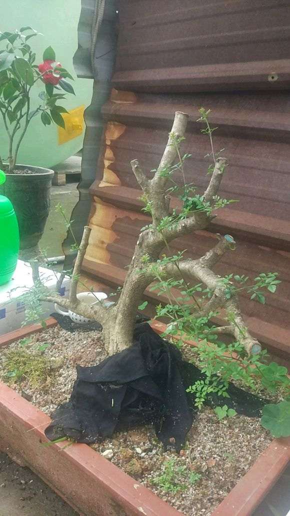 下山桩生桩套袋后要多少天喷水或者浇水