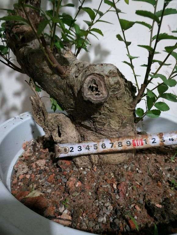 山上挖棵下山桩生桩 就卖几百 是不是啥子多