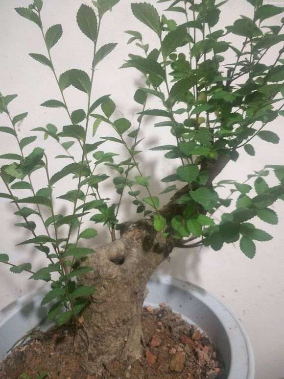 山上挖棵下山桩生桩 就卖几百 是不是啥子多