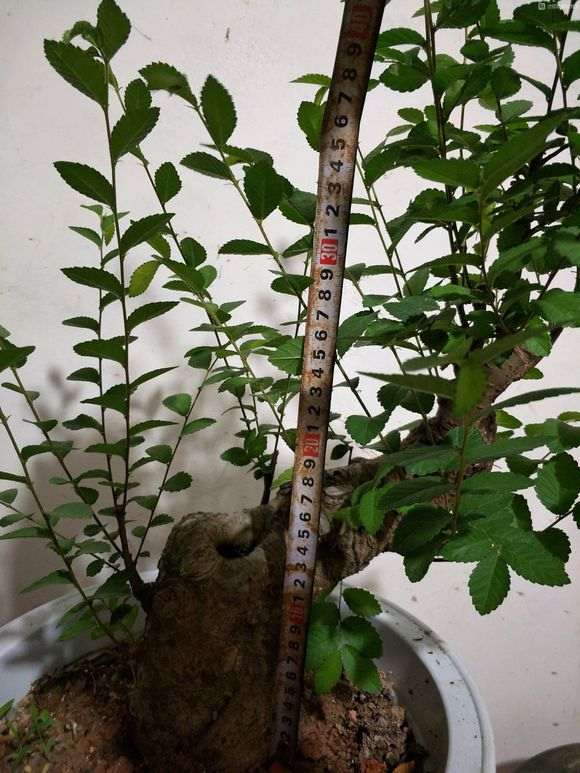 山上挖棵下山桩生桩 就卖几百 是不是啥子多