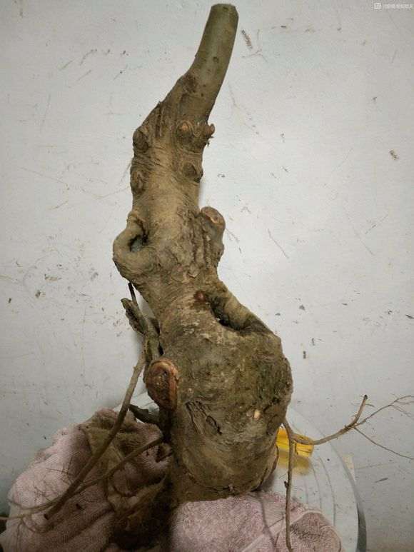 山上挖棵下山桩生桩 就卖几百 是不是啥子多