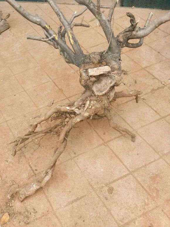 山上挖棵下山桩生桩 就卖几百 是不是啥子多