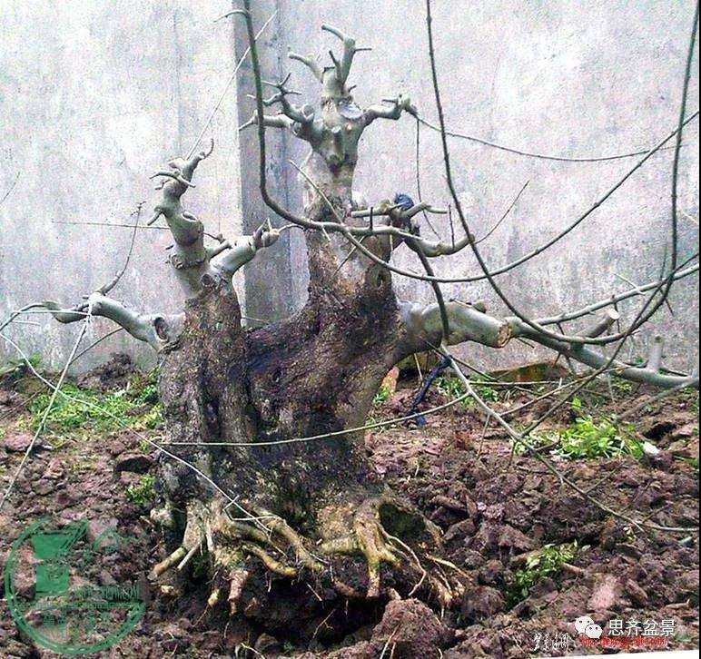 图解 盆景桩坯怎么上盆培育的方法