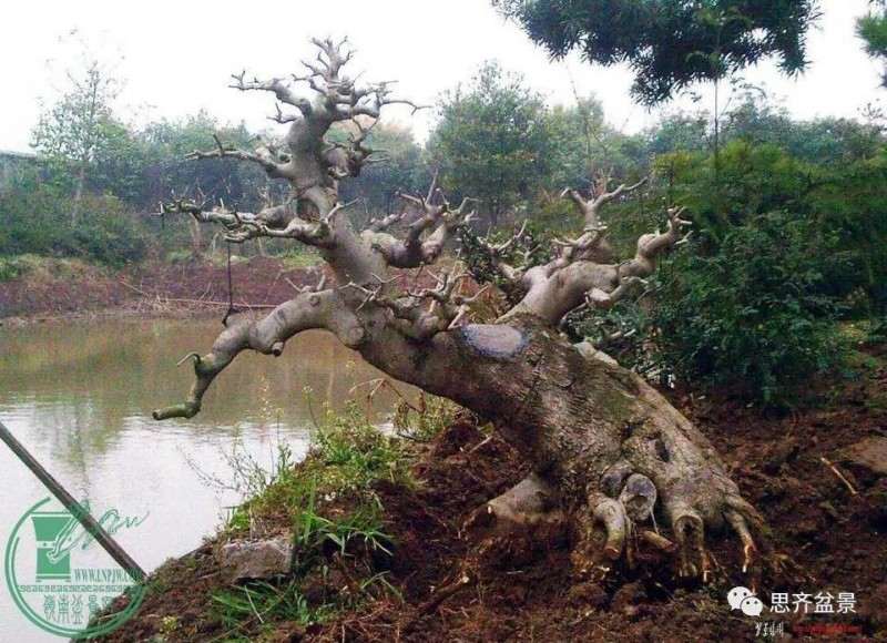 图解 盆景桩坯怎么上盆培育的方法