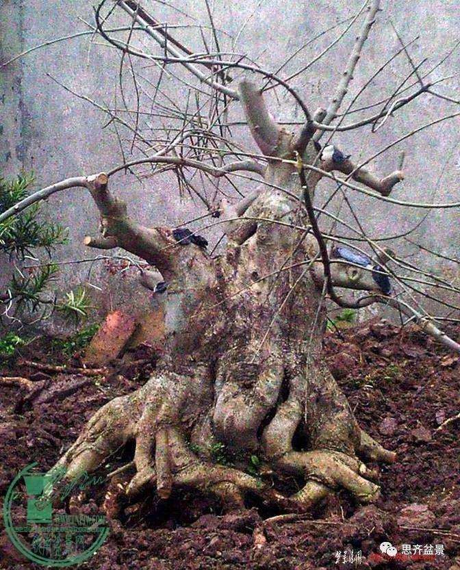 图解 盆景桩坯怎么上盆培育的方法