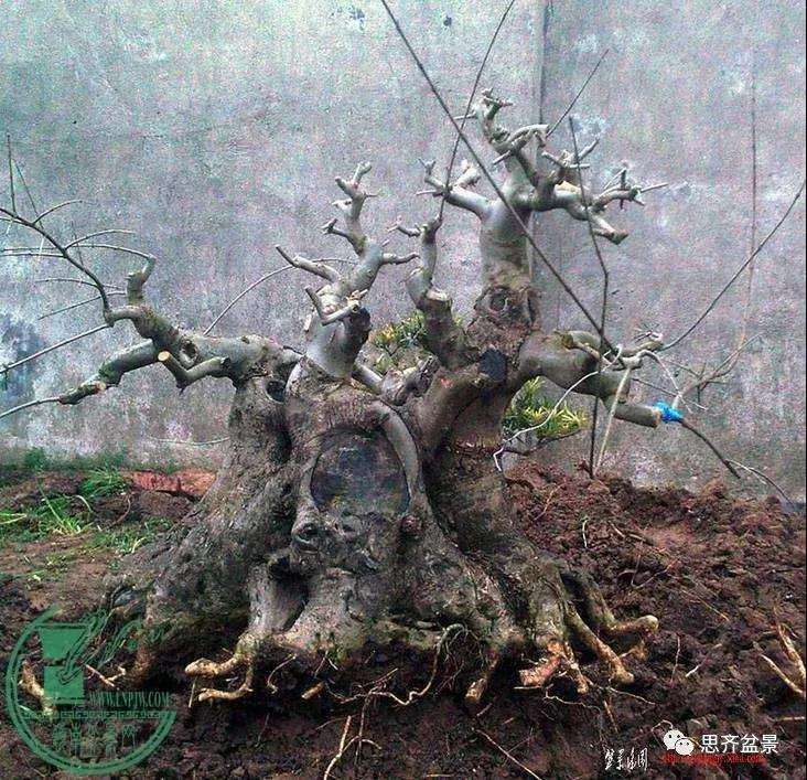 图解 盆景桩坯怎么上盆培育的方法