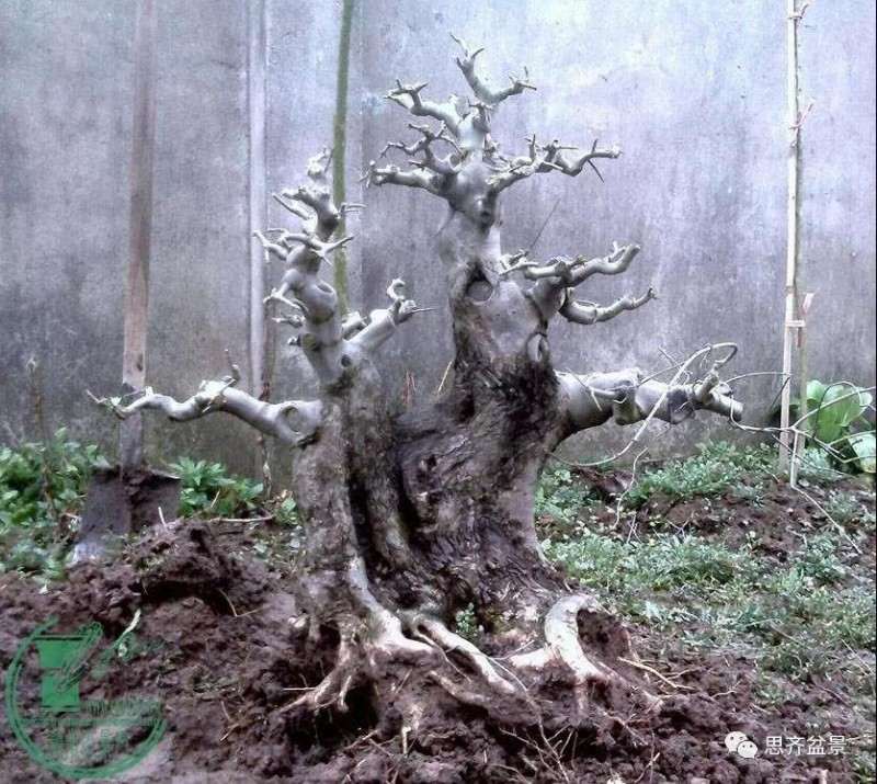 图解 盆景桩坯怎么上盆培育的方法