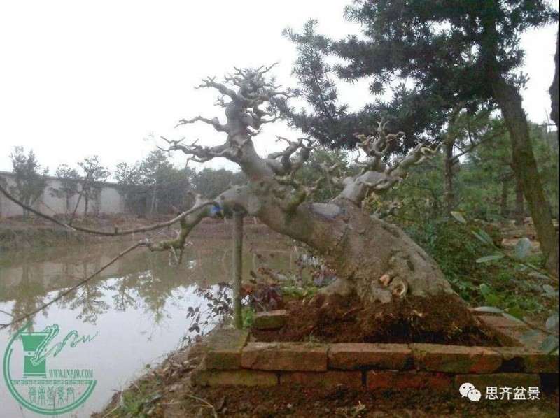 图解 盆景桩坯怎么上盆培育的方法