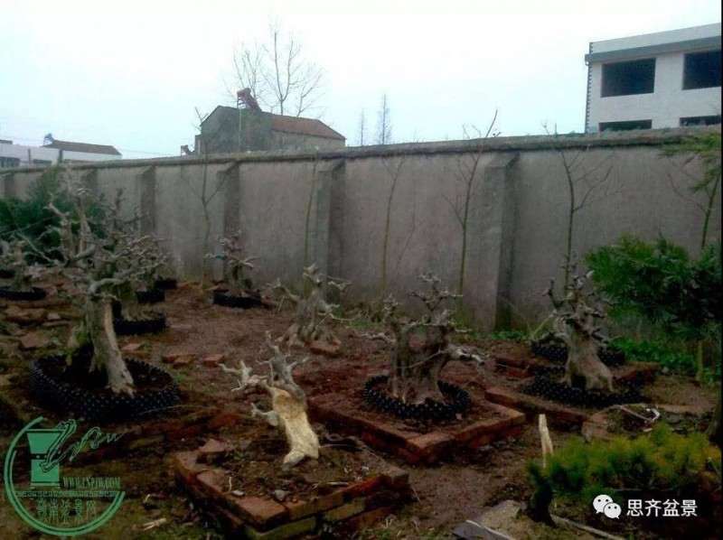 图解 盆景桩坯怎么上盆培育的方法