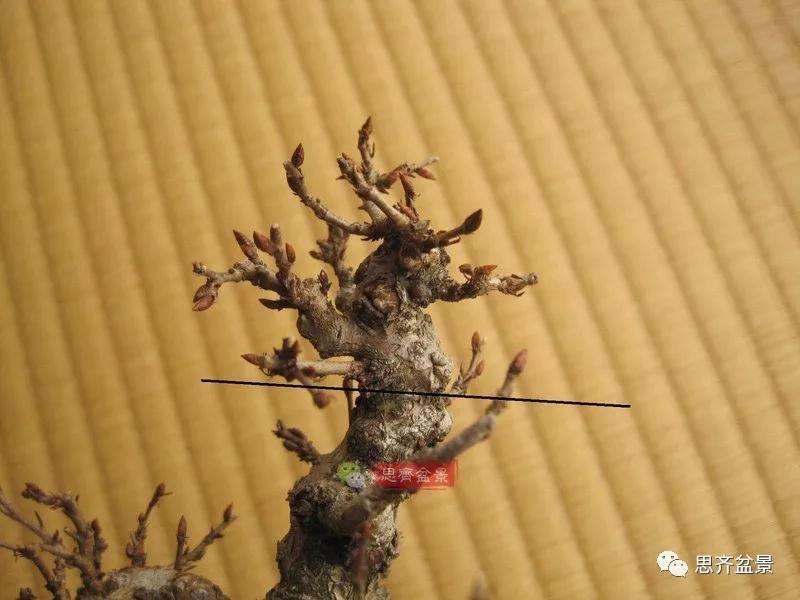 怎么高压制作鹅耳枥盆景的方法