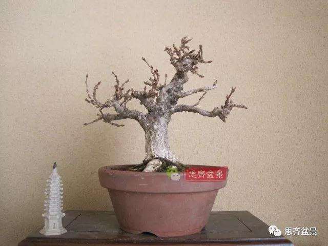 怎么高压制作鹅耳枥盆景的方法