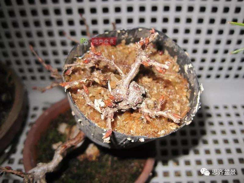 怎么高压制作鹅耳枥盆景的方法