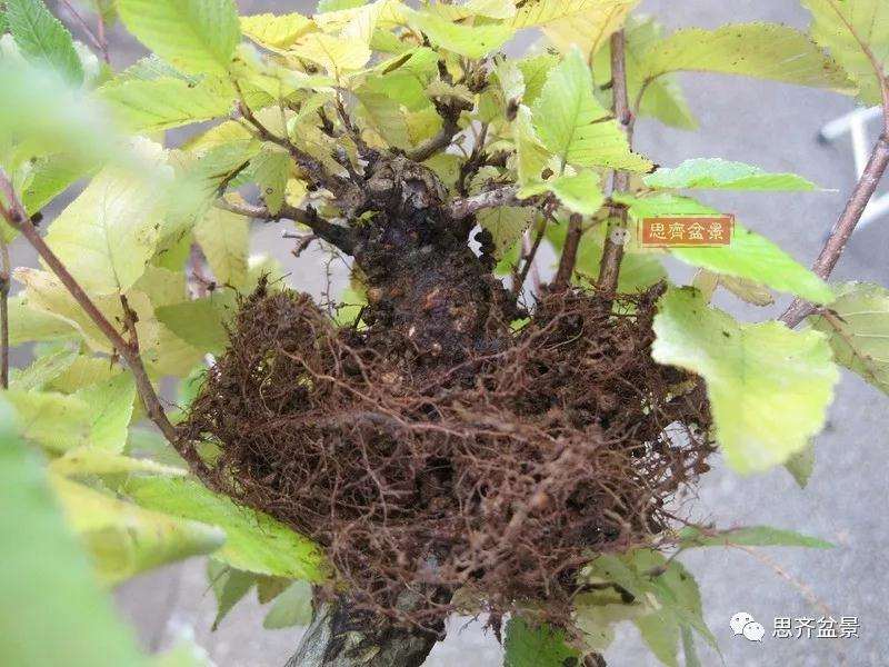 怎么高压制作鹅耳枥盆景的方法