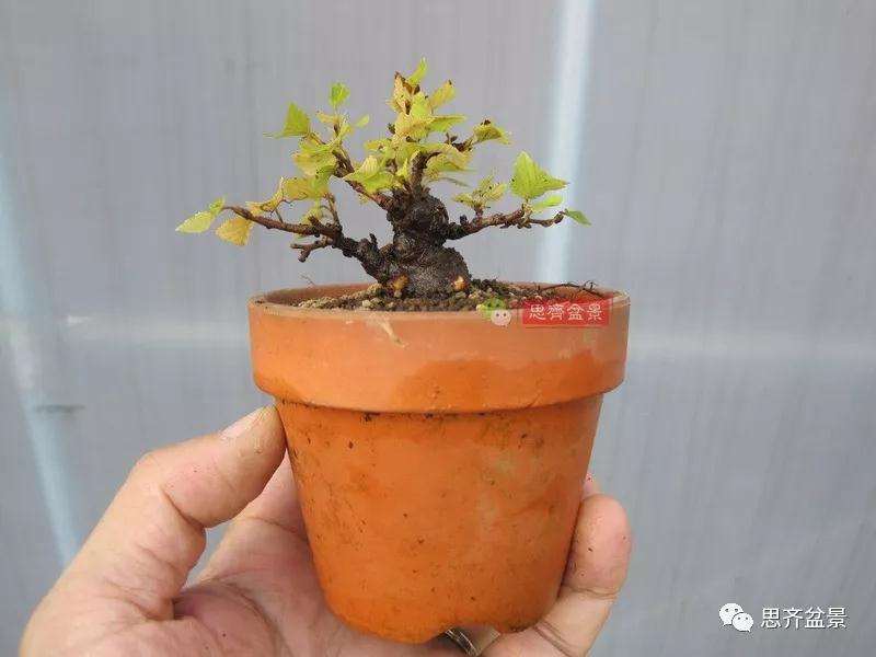 怎么高压制作鹅耳枥盆景的方法