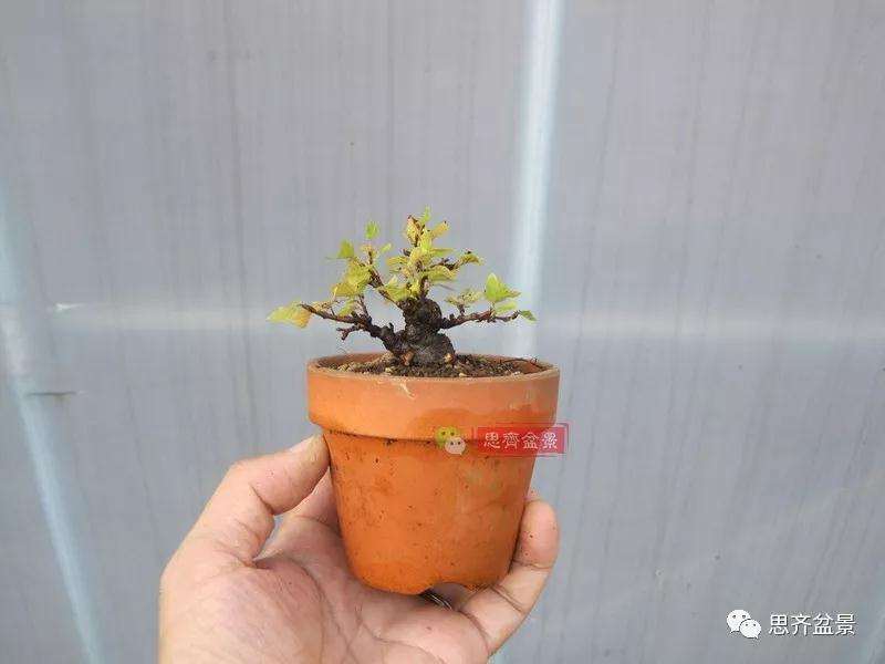 怎么高压制作鹅耳枥盆景的方法