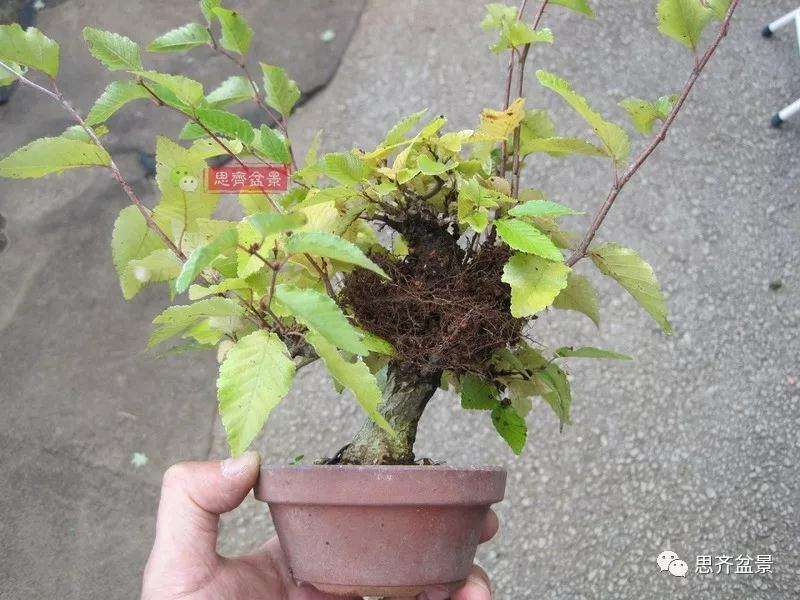 怎么高压制作鹅耳枥盆景的方法