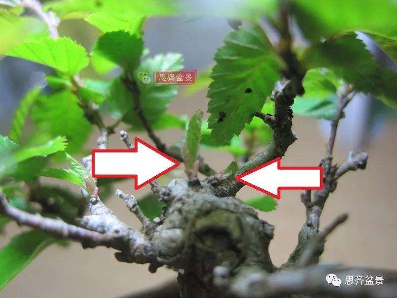 怎么高压制作鹅耳枥盆景的方法