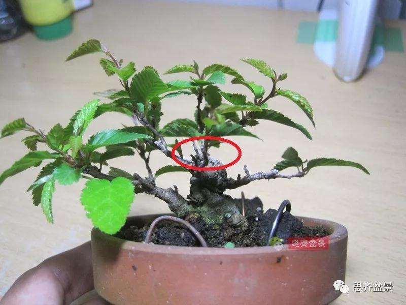 怎么高压制作鹅耳枥盆景的方法