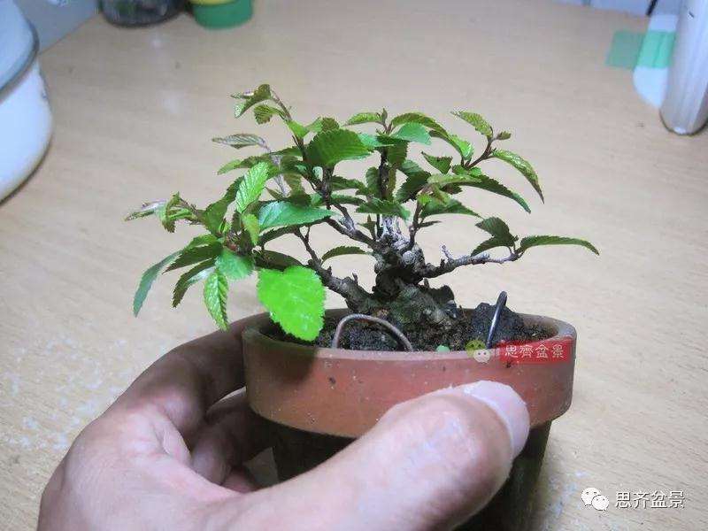 怎么高压制作鹅耳枥盆景的方法