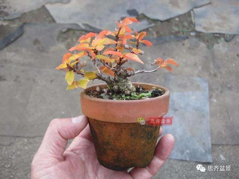 怎么高压制作鹅耳枥盆景的方法