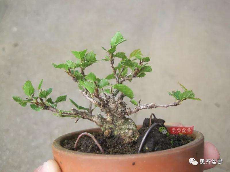 怎么高压制作鹅耳枥盆景的方法