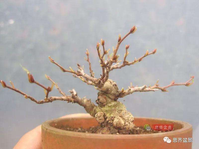 怎么高压制作鹅耳枥盆景的方法