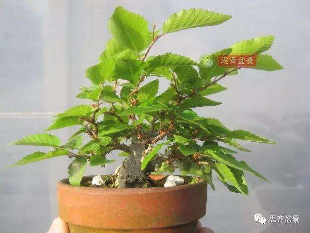 怎么高压制作鹅耳枥盆景的方法