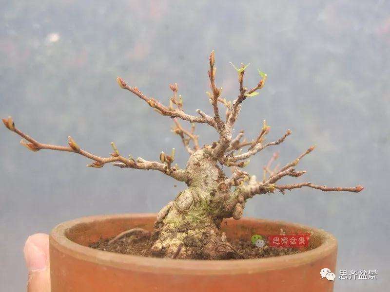 怎么高压制作鹅耳枥盆景的方法