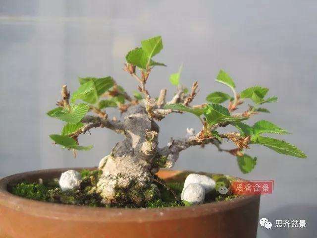 怎么高压制作鹅耳枥盆景的方法