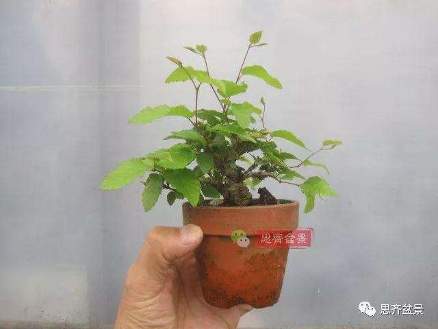 怎么高压制作鹅耳枥盆景的方法