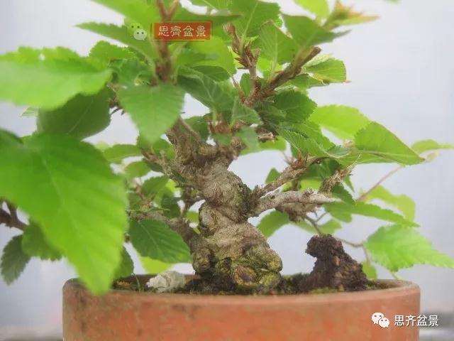 怎么高压制作鹅耳枥盆景的方法