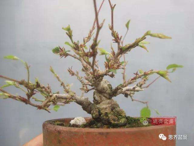 怎么高压制作鹅耳枥盆景的方法