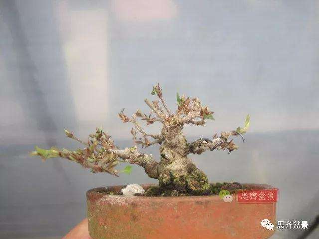 怎么高压制作鹅耳枥盆景的方法