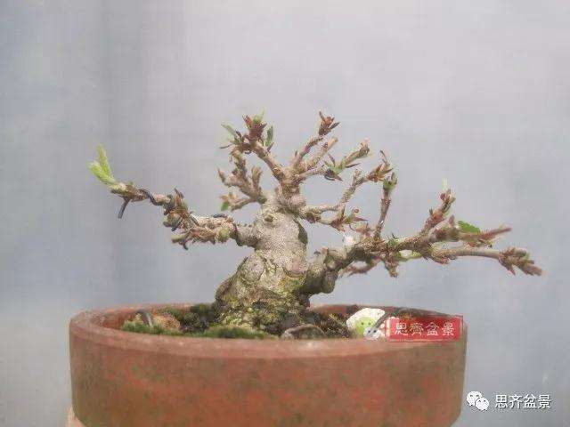 怎么高压制作鹅耳枥盆景的方法