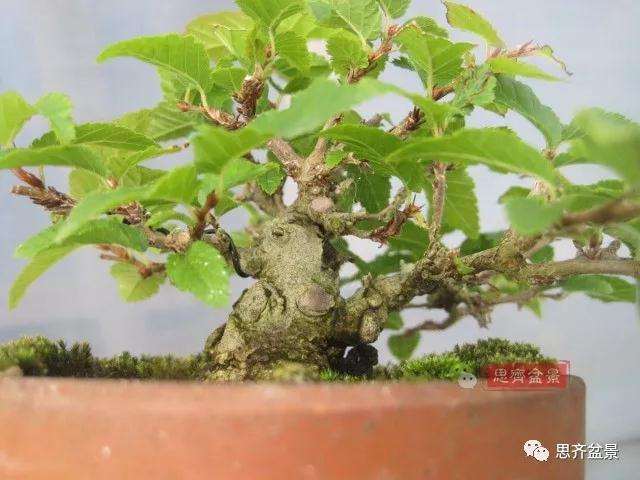 怎么高压制作鹅耳枥盆景的方法