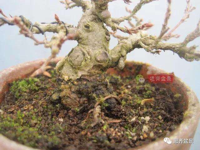 怎么高压制作鹅耳枥盆景的方法