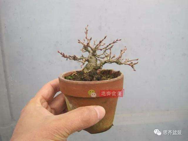 怎么高压制作鹅耳枥盆景的方法