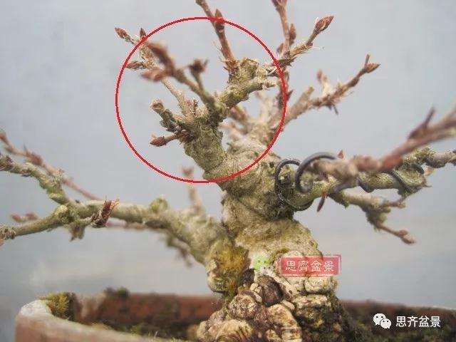 怎么高压制作鹅耳枥盆景的方法