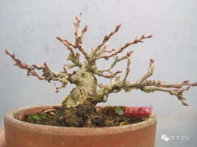 怎么高压制作鹅耳枥盆景的方法