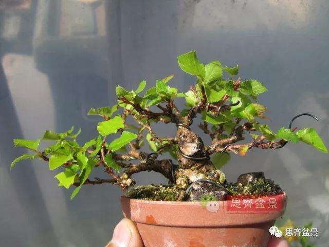 怎么高压制作鹅耳枥盆景的方法